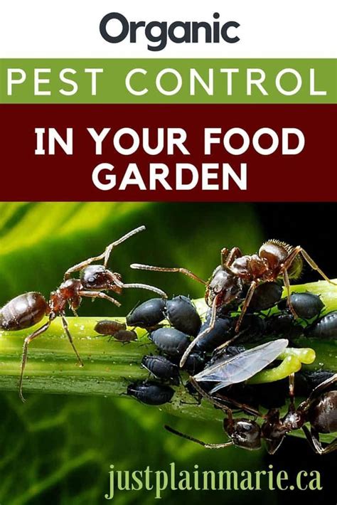 For more information about nontoxic slug and snail control, read our article natural slug control. Garden pests can be handled organically, both treating them as they occur and working to prevent ...