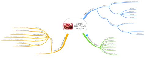 Mind Map Sistem Reproduksi Pada Manusia Sains Multimedia