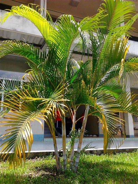 Areca Palm Very Popular Easy To Grow A Charming Tree Seeds Buy Areca