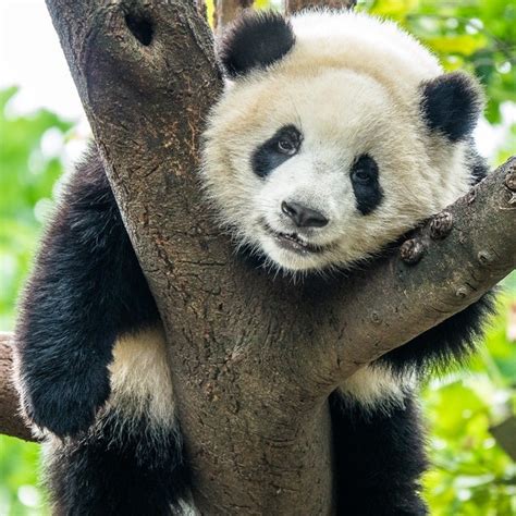 European Panda Fossils Found In 1970 May Actually Be The Giant Pandas