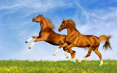 Beautiful Brown Horse Wallpapers ~ Free Hd Desktop Wallpapers Download