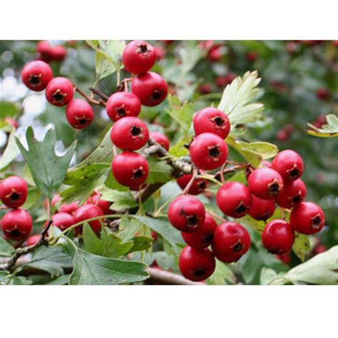 Red Hawthorn Crataegus Douglasii Tree 50 Fresh Seeds Etsy