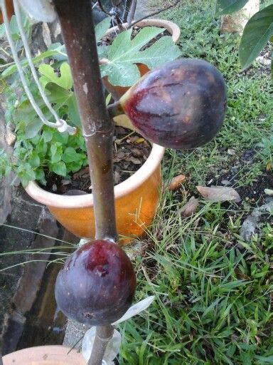 0 more photos view gallery. Figs in Malaysia | Fig, Fig tree, Fruit