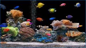 fish aquarium screensaver free download