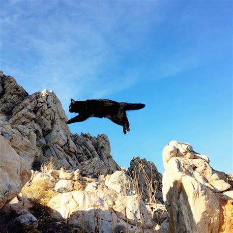 A Rock Climbing Cat Who Explores Beautiful Boulders And Canyons Every