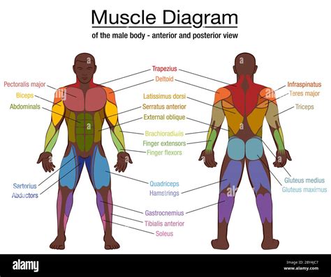 Diagrama Muscular Los Músculos Más Importantes De Un Hombre Negro