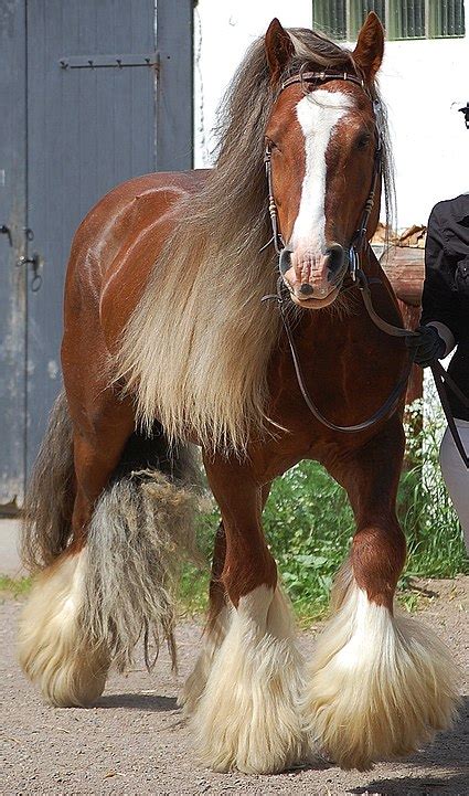 How Much Does A Cob Horse Cost