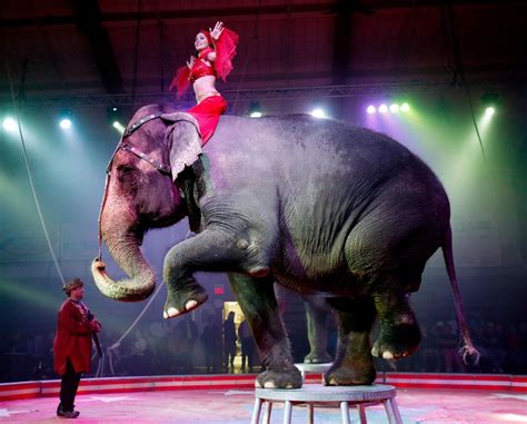 For Boys And Girls Of All Ages The Shrine Circus Is In Town