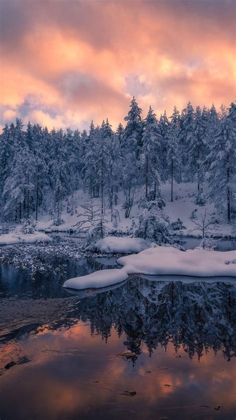 Norway Trees Winter Snow Sunset 750x1334 Iphone 8766s Wallpaper