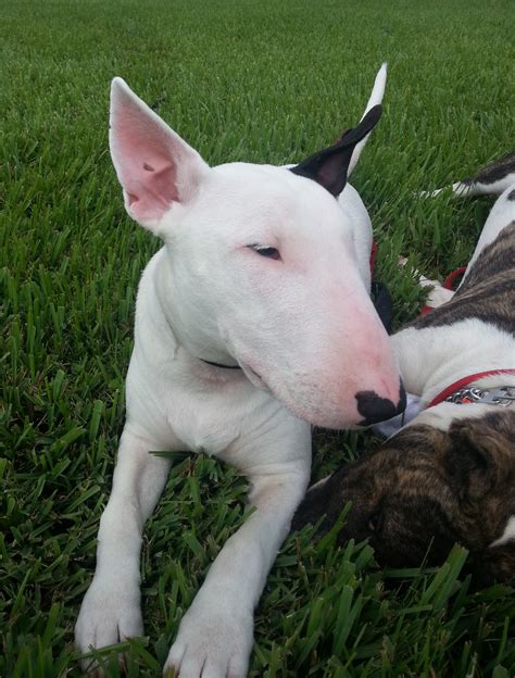 Training Has Restored Our Sanity Strictly Bull Terriers