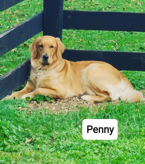 Golden Pennys - Golden Retriever Puppies for Sale in Waltersburg, PA
