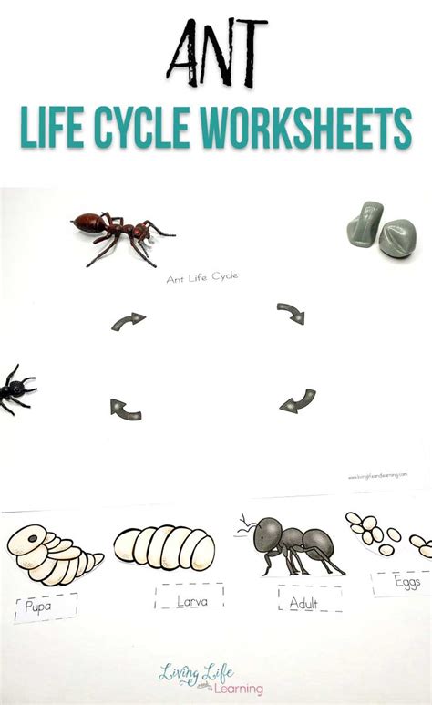 Ant Life Cycle For Kids Leonarda Stpierre