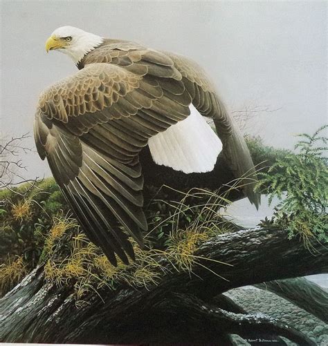 Robert Bateman Vintage Print Bald Eagle Wildlife Bird Poster Wall Art