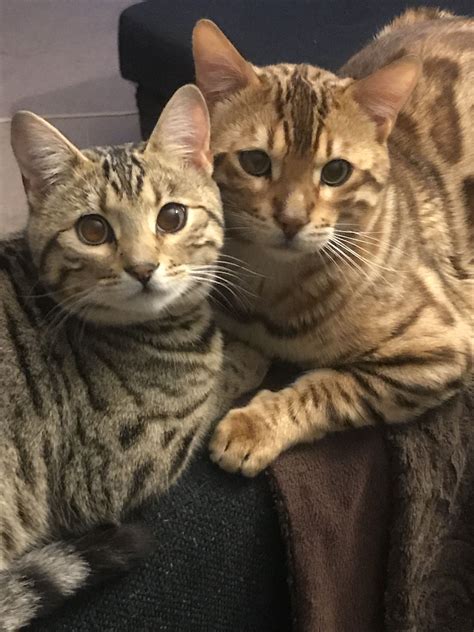 Declawing cats is an emotional and controversial topic because it involves removing the cat's first line of defense: Alkala Bengals Australia Supplying brown and silver ...