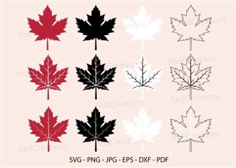 1 Maple Leaf Outline Svg Diseños Y Gráficos