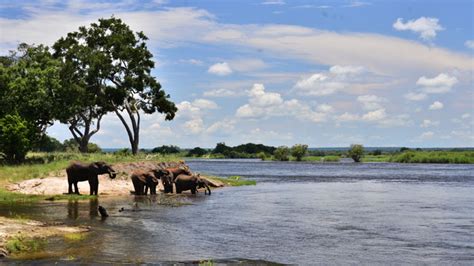 Zambezi National Park Zimbabwe At The Doorstep Of Vic Falls