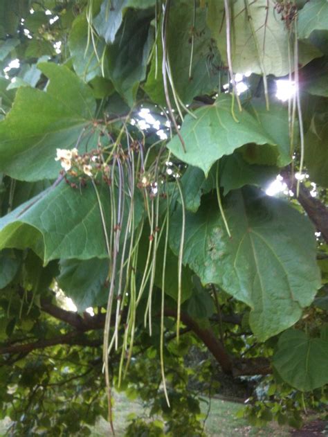 Tree With Long Seed Pods Seed Pods Plant Leaves Plants