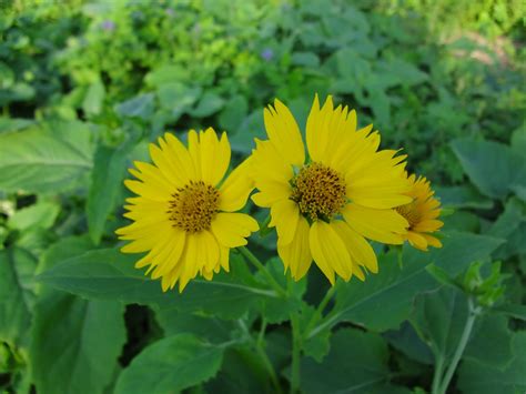 Maybe you would like to learn more about one of these? Woods Roamer: South Texas Wildflowers