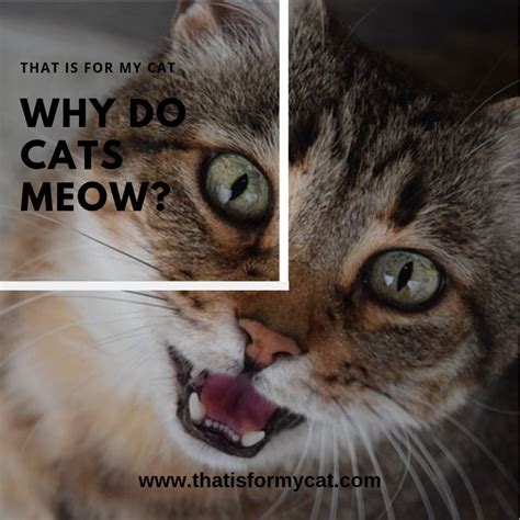Why Do Cats Meow Cats Cats Meow Cat Website