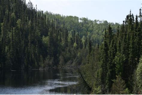 Northern Ontario Boreal Forest Canadian Forest Boreal Forest Forest