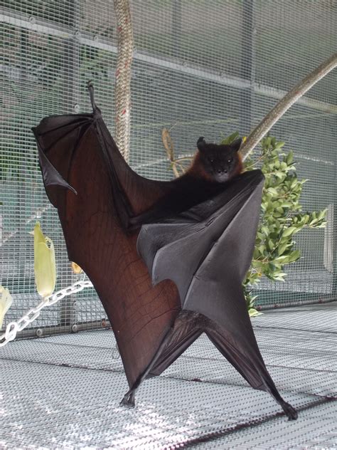 Flying Fox Bat Fox Bat Cute Bat Fruit Bat
