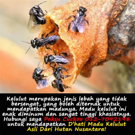 Kelulut menghasilkan madu dan propolis yang kaya dengan antioksidan. Khasiat Madu Kelulut Untuk Wanita - Lottepi.com Berkongsi ...