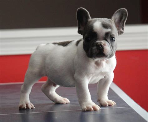 You can revoke your consent to receive emails at any time by using the safeunsubscribe® link, found at the bottom of every email. French Bulldog Puppies For Sale | Austin, TX #178897