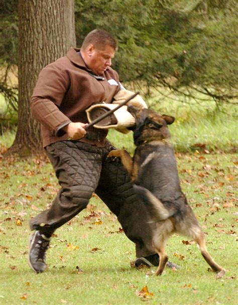 Schutzhund A Sport For Working Dogs Sports