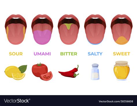 Cartoon Human Taste Areas Tongue Taste Receptors Sour Sweet Bitter