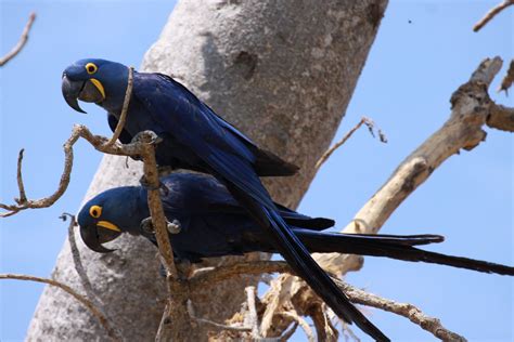 Brazil Ecoexplorer Nature And Wildlife Tours Birding Trips Amazon
