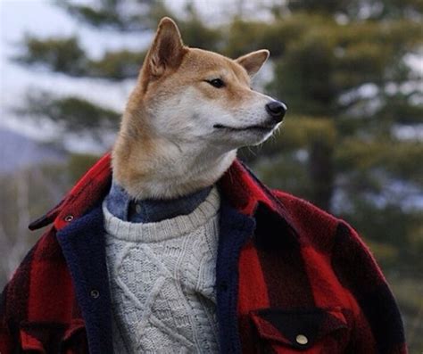 Mensweardog The Most Stylish Dog In The World Artofit