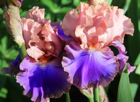 World Of Irises Talking Irises Tall Bearded Iris First Year Blooms