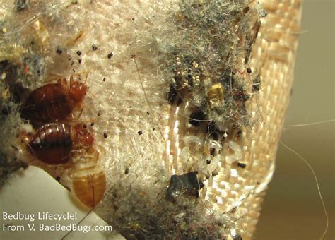 Pictures Of What Bed Bugs Look Like