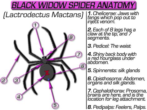 Black widow bites are actually only deadly about 5% of the time. How To Kill Black Widow Spiders
