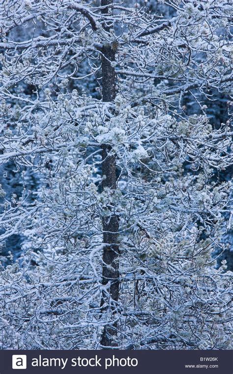 Snow Covered Trees Canada Hi Res Stock Photography And Images Alamy