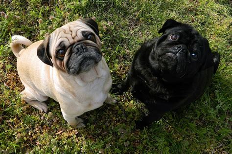 Cute Archives About Pug