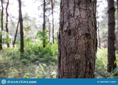 Bark Of Pine Tree Close Up Beautiful Pine Forest At Summer Time Stock