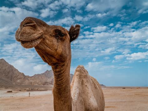 Sometimes burn the thorns off cacti so cattle can though, thorny cacti would cause other animals a great deal of pain and difficulty, as camels live in the desert, their mouth and tongue support them in. Can Camels Eat Cactus? Everything You Need To Know About ...