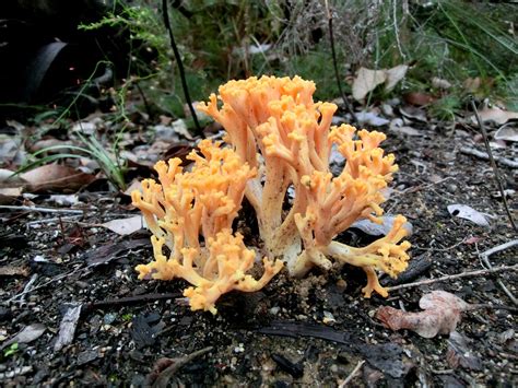 Edible Australian Fungi Tall Trees And Mushrooms