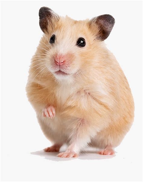 Transparent Gerbil Png Syrian Hamster Free Transparent Clipart