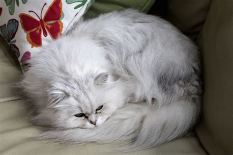 The breed originated in north america. Chantilly/Tiffany - Catster