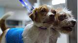 Images of County Of San Diego Animal Services