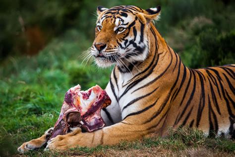 Bengal tiger is a carnivore which means that it eats meat only. Eat What You Kill? Then Maybe 'Book of Business' Is for ...