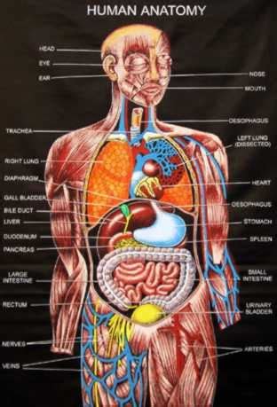Organ Dalam Tubuh Manusia Anatomi Dan Obatobatan Ilustrasi Stok Unduh