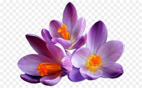 Mulai dari bunga mawar, bunga matahari, hingga gambar dengan format png dan masih banyak lagi, silahkan simak gambar selengkapnya di bawah ini. Paling Populer 22+ Bunga Saffron Vector - Gambar Bunga Indah