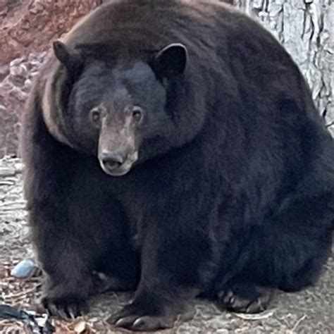 Massive Bear Named Hank The Tank On The Run From California Police