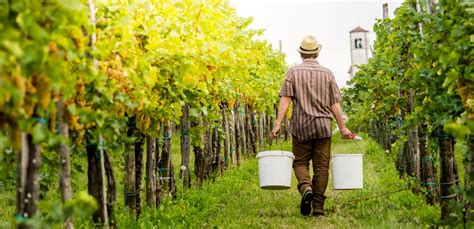 Haut Les Cœurs Vignerons De Saint Pourçain La Revue Du Vin De France