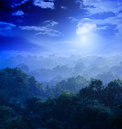 Jungle At Night Stock Photos Pictures And Royalty Free Images Istock