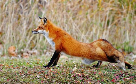 Fox Hunting Wallpapers And Images Wallpapers Pictures Photos