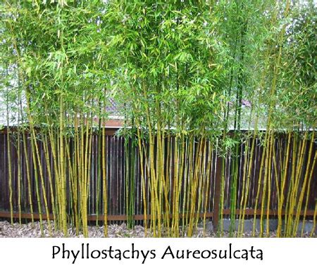 They reproduce from the seeds, which are open to the air without any covering. Bamboo Lamp Photo: Bamboo Indoor Plants